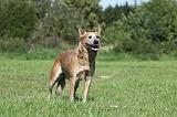 BOUVIER AUSTRALIEN 364
